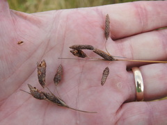 Fimbristylis castanea