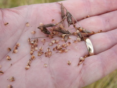 Fimbristylis castanea