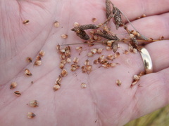 Fimbristylis castanea