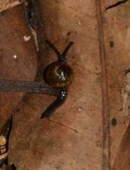 Ovachlamys fulgens