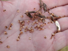 Fimbristylis castanea