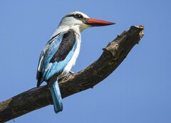 Halcyon senegalensis