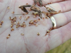 Fimbristylis castanea