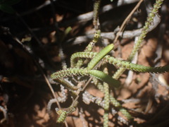 Crassula muscosa