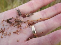 Fimbristylis castanea