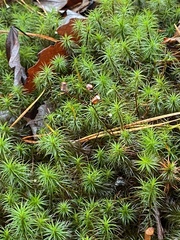 Polytrichum commune