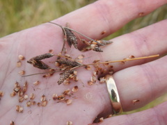 Fimbristylis castanea