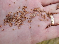 Fimbristylis castanea