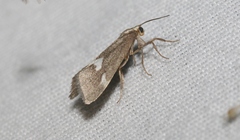 Cisthene liberomacula