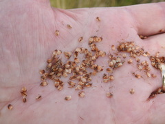 Fimbristylis castanea