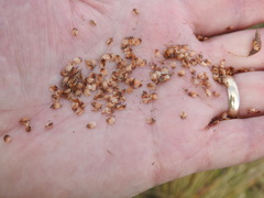 Fimbristylis castanea