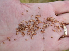 Fimbristylis castanea