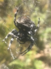 Caerostris corticosa