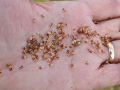 Fimbristylis castanea