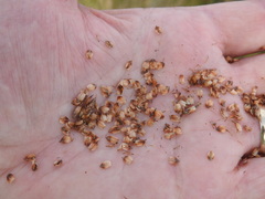 Fimbristylis castanea