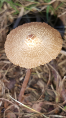 Inocybe subfulva