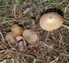 Inocybe subfulva