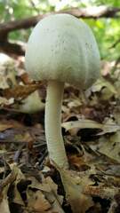 Agaricus diospyros