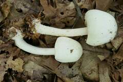 Agaricus diospyros
