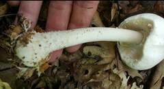 Agaricus diospyros