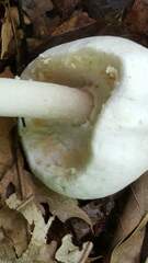 Agaricus diospyros