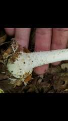 Agaricus diospyros