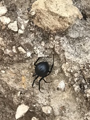 Latrodectus mactans