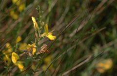 Genista pilosa
