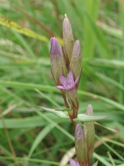 Gentianella amarella
