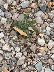 Medicago lupulina