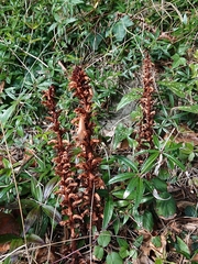 Orobanche hederae