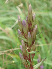 Gentianella amarella