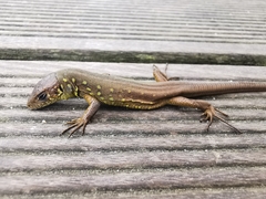 Lacerta schreiberi