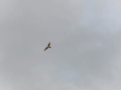 Buteo refectus