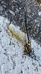 Macromia pacifica