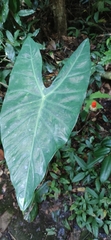 Alocasia