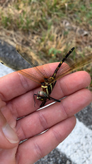 Macromia pacifica