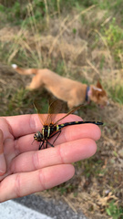 Macromia pacifica