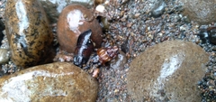 Juga plicifera