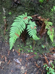 Polystichum dudleyi
