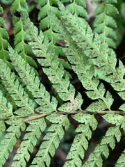Polystichum dudleyi