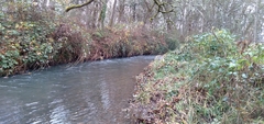 Juga plicifera