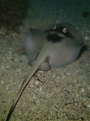 Trygonoptera personata