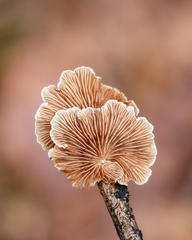 Crepidotus cesatii