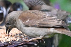 Passer diffusus stygiceps