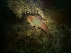 Notolabrus parilus