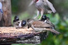 Passer diffusus stygiceps