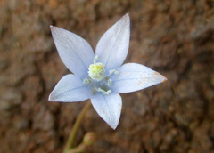 Wahlenbergia undulata