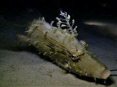 Chaetodermis penicilligerus