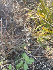 Scutellaria arenicola